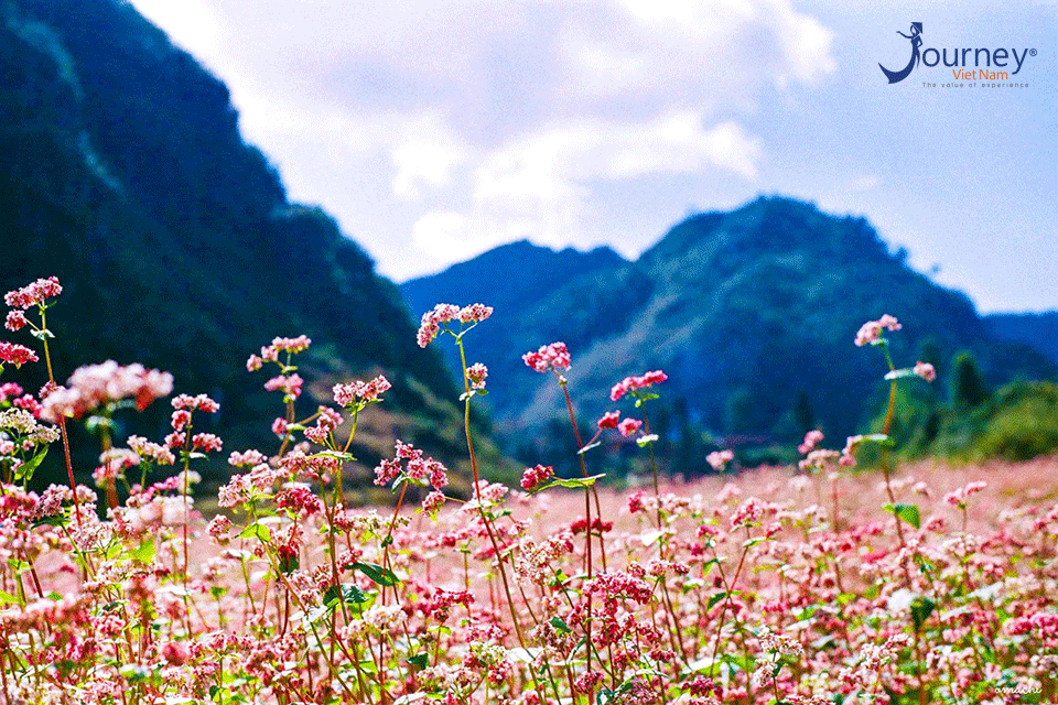 Buckwheat Flower Season In November In Ha Giang