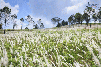 Reeds Flowers Field In Binh Lieu