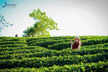 Dong Giang Tea hill