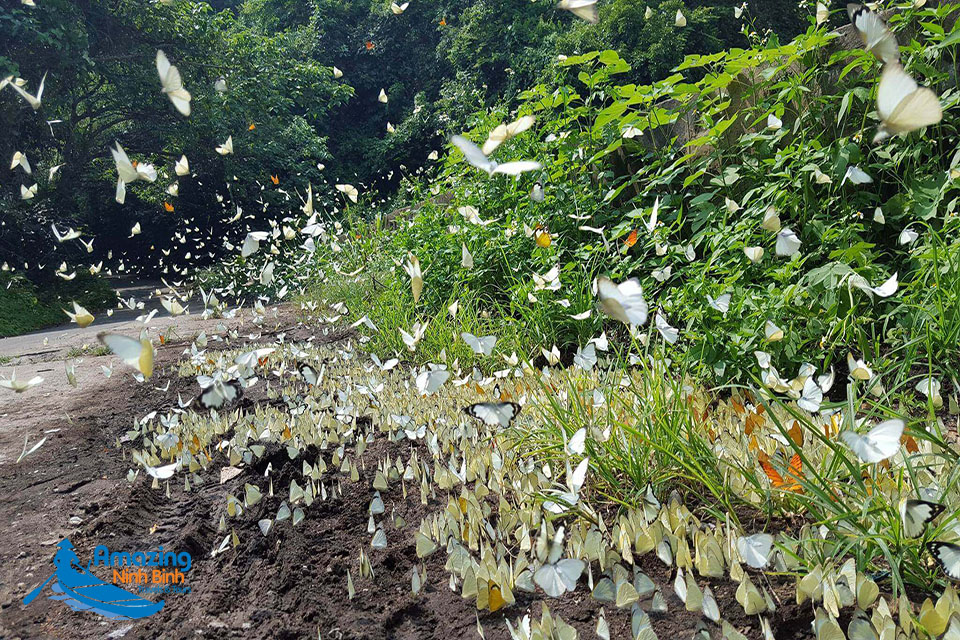 Admiring Butterfly Forest In Cuc Phuong