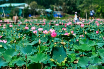 Lotus Pond Beautiful As West Lake In Saigon