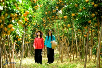 Orchards Near Sai Gon